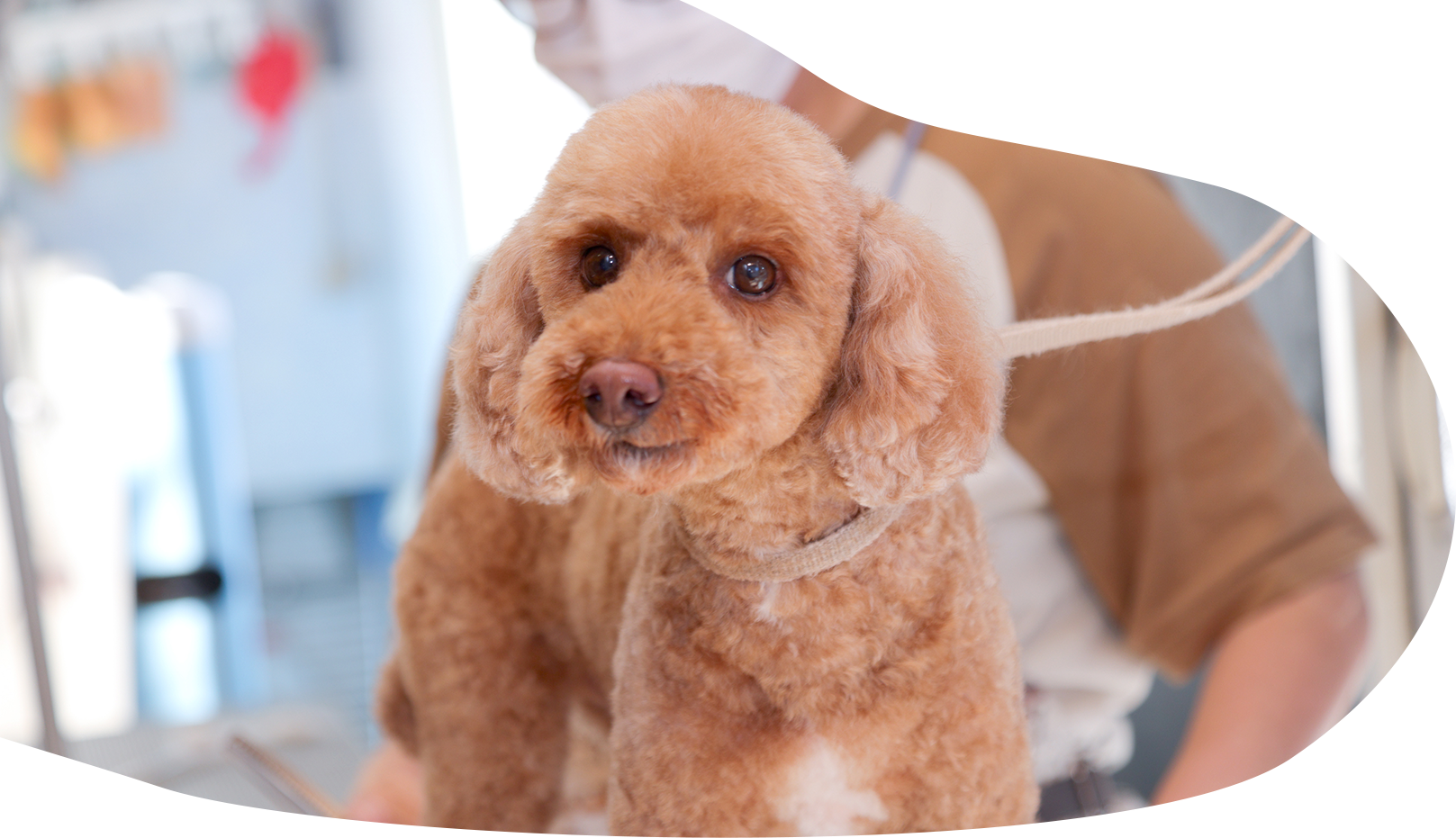 ワンちゃんのお風呂屋さん あぱらぎ