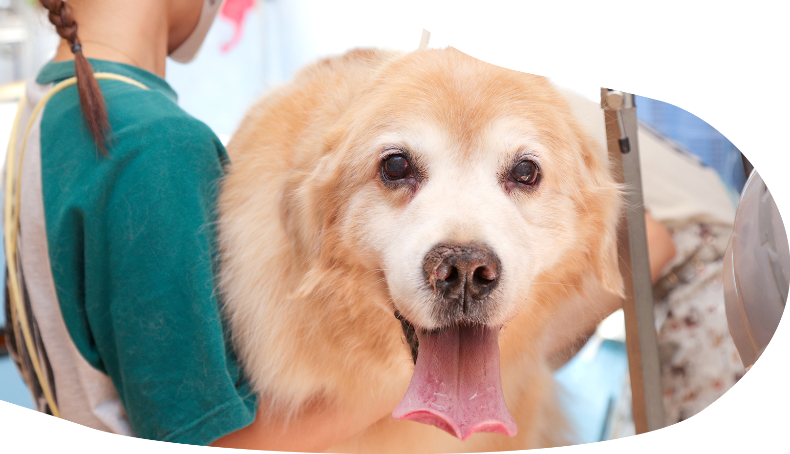 ワンちゃんのお風呂屋さん あぱらぎ