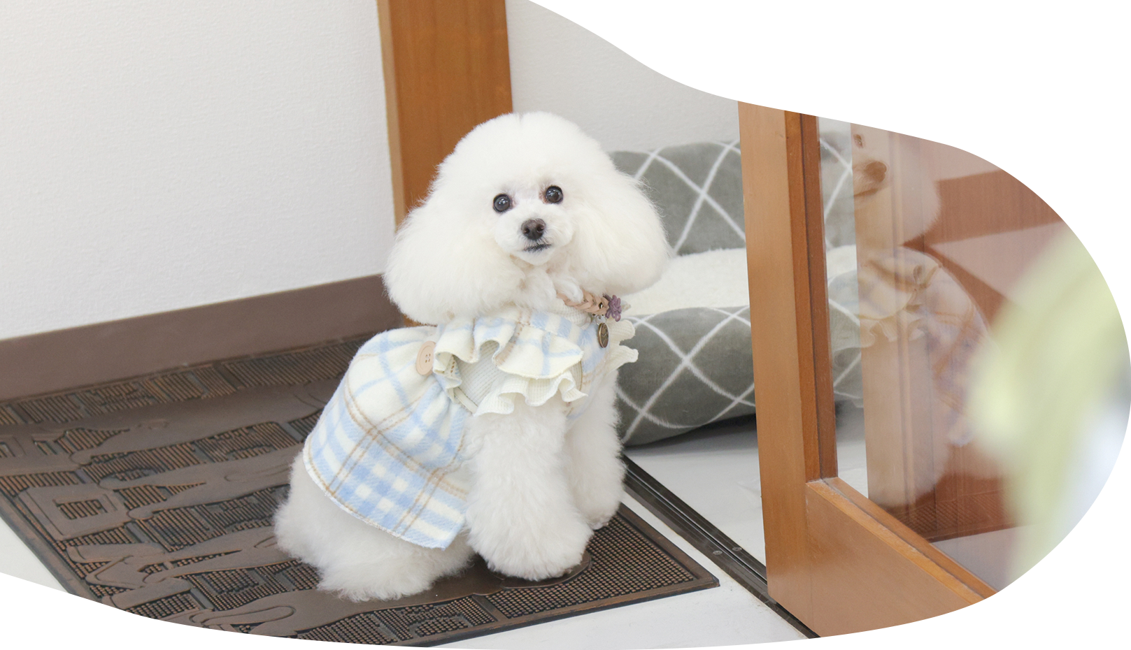 ワンちゃんのお風呂屋さん あぱらぎ