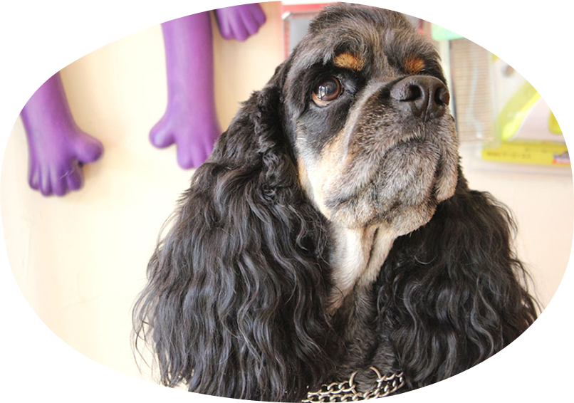 トリミングメニュー＆料金