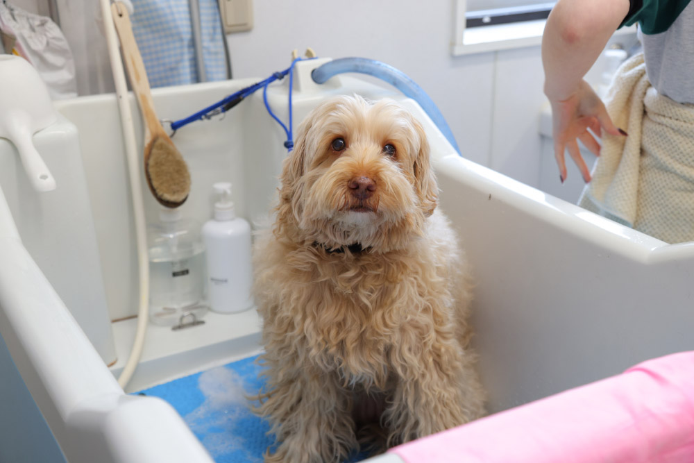 シャンプー台に移動